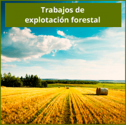 Explotación Forestal
