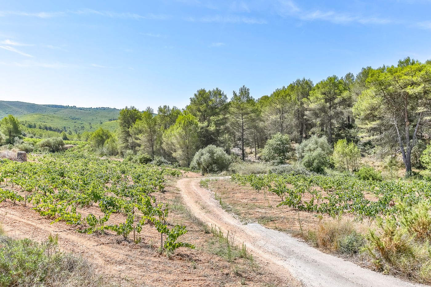 Hectares de vignes, d'oliviers et de forêts à vendre