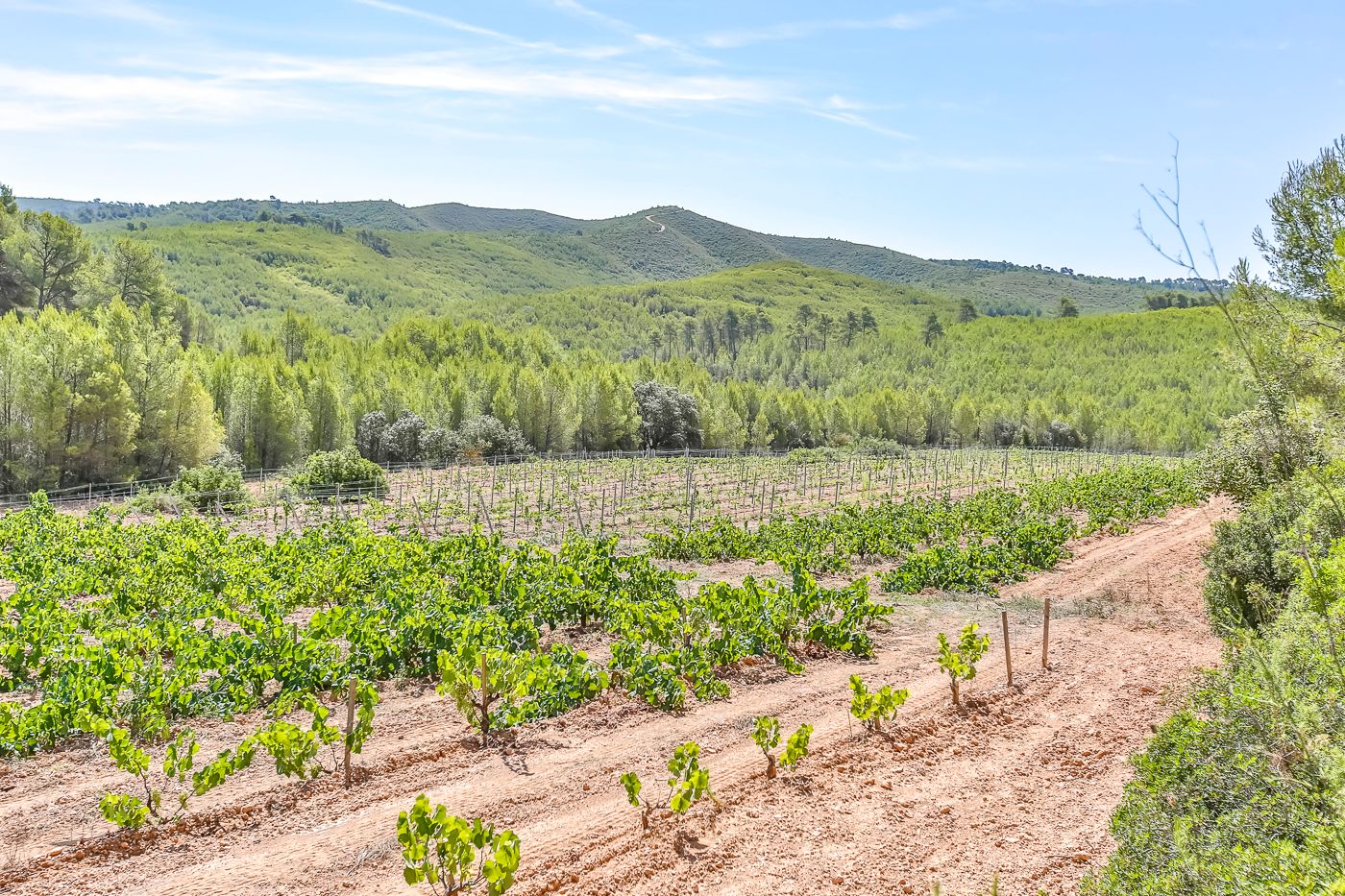 Hectàrees de vinya, olivera i bosc en venda
