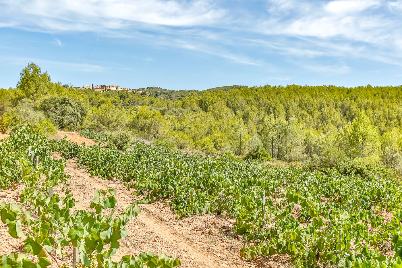 Hectares of vineyards, olive trees and forests for sale