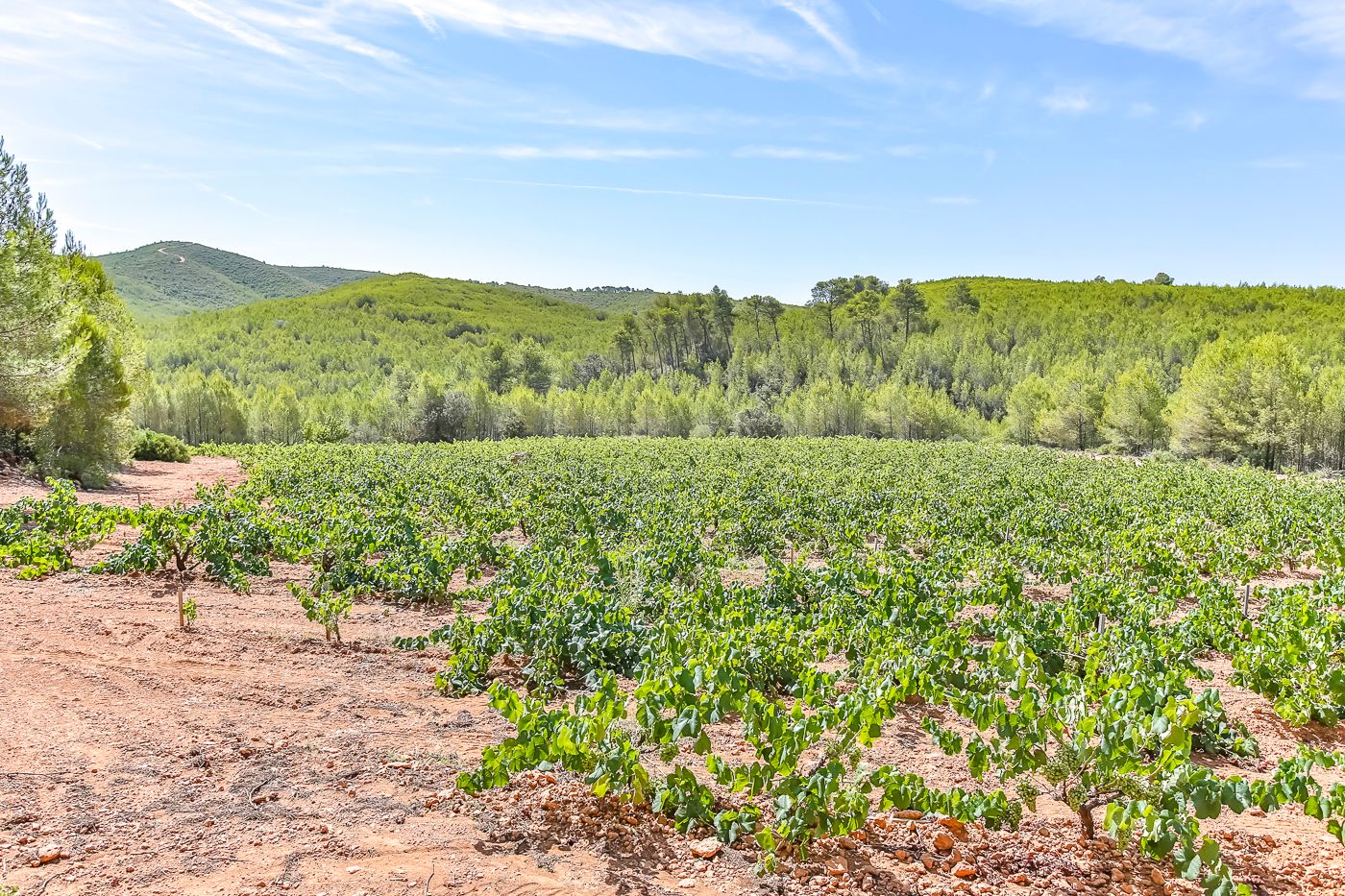 Hectares de vignes, d'oliviers et de forêts à vendre