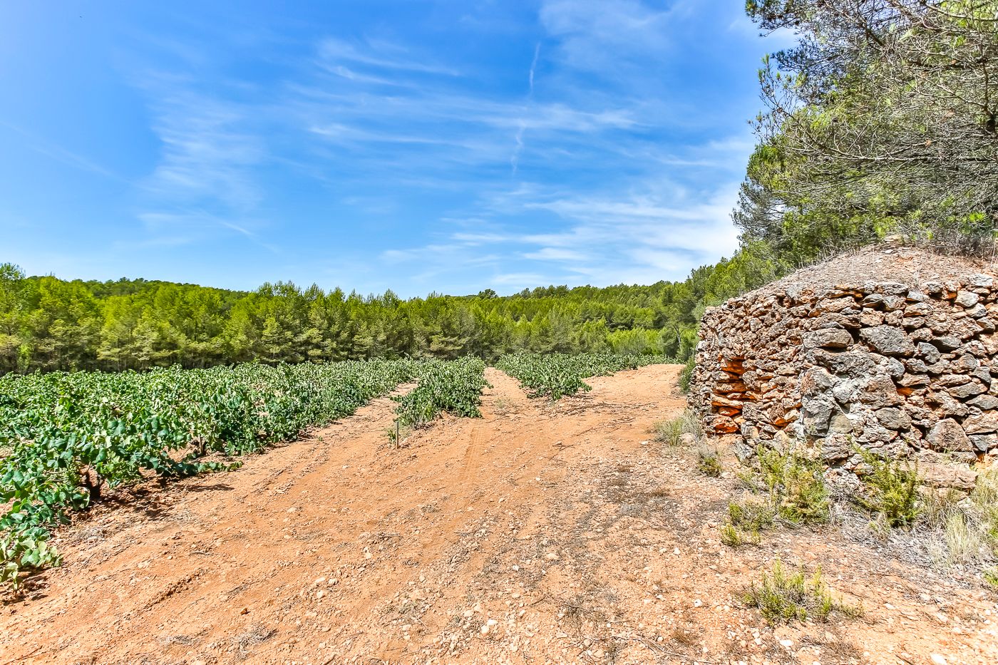 Hectáreas de viña, olivera y bosque en venta