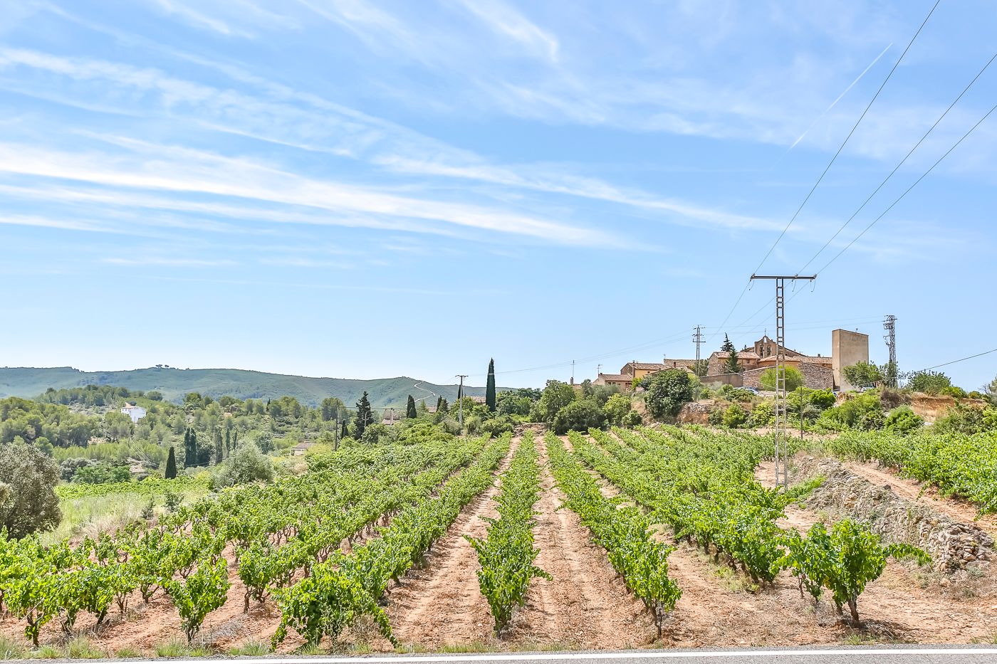 Hectáreas de viña, olivera y bosque en venta