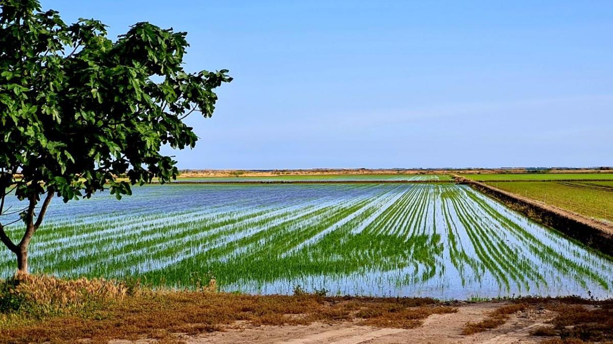 Landhaus inmitten von Reisfeldern im Ebrodelta